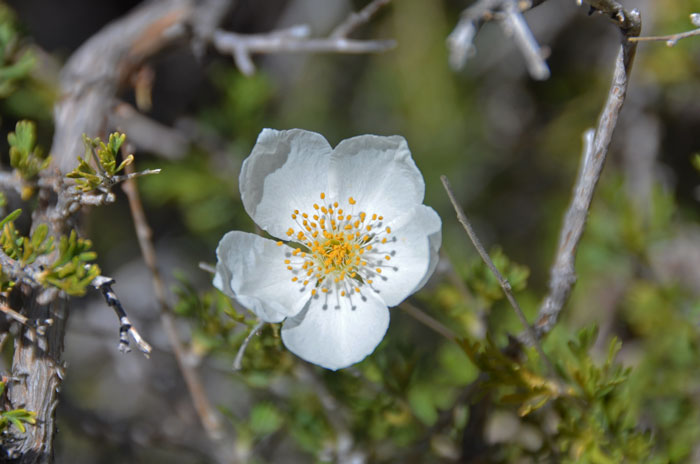 Note the showy large white flowers of Apache Plume with 5 petals and several stamens resembling a “apple blossom”. Fallugia paradoxa, Apache Plume